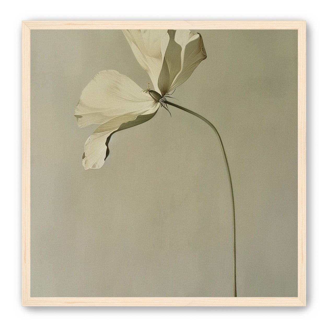 Cream petals in gray green air