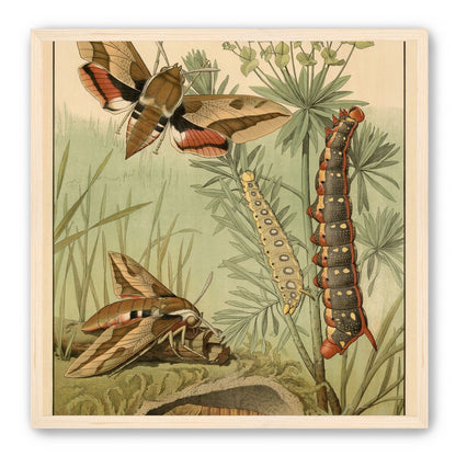Red bands on moth wings