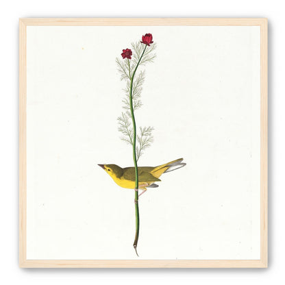 A yellow bird beneath red blooms