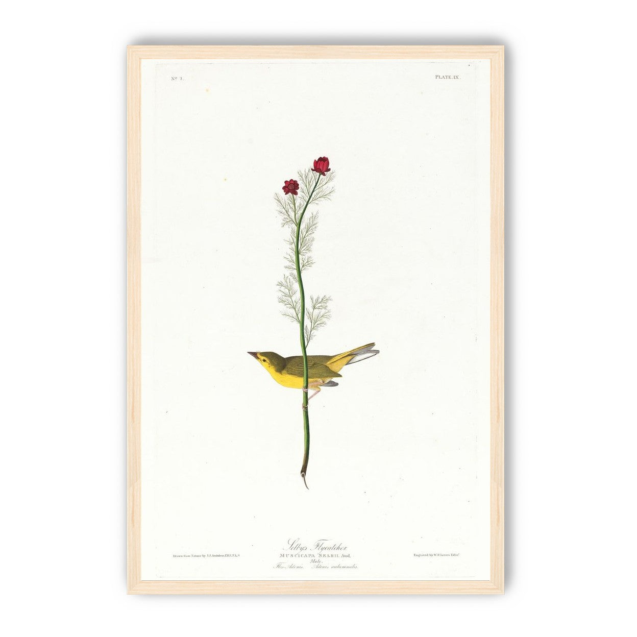 A yellow bird beneath red blooms
