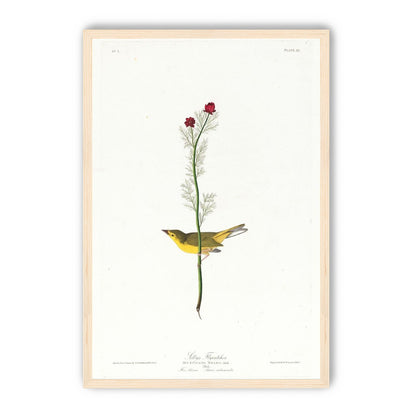 A yellow bird beneath red blooms