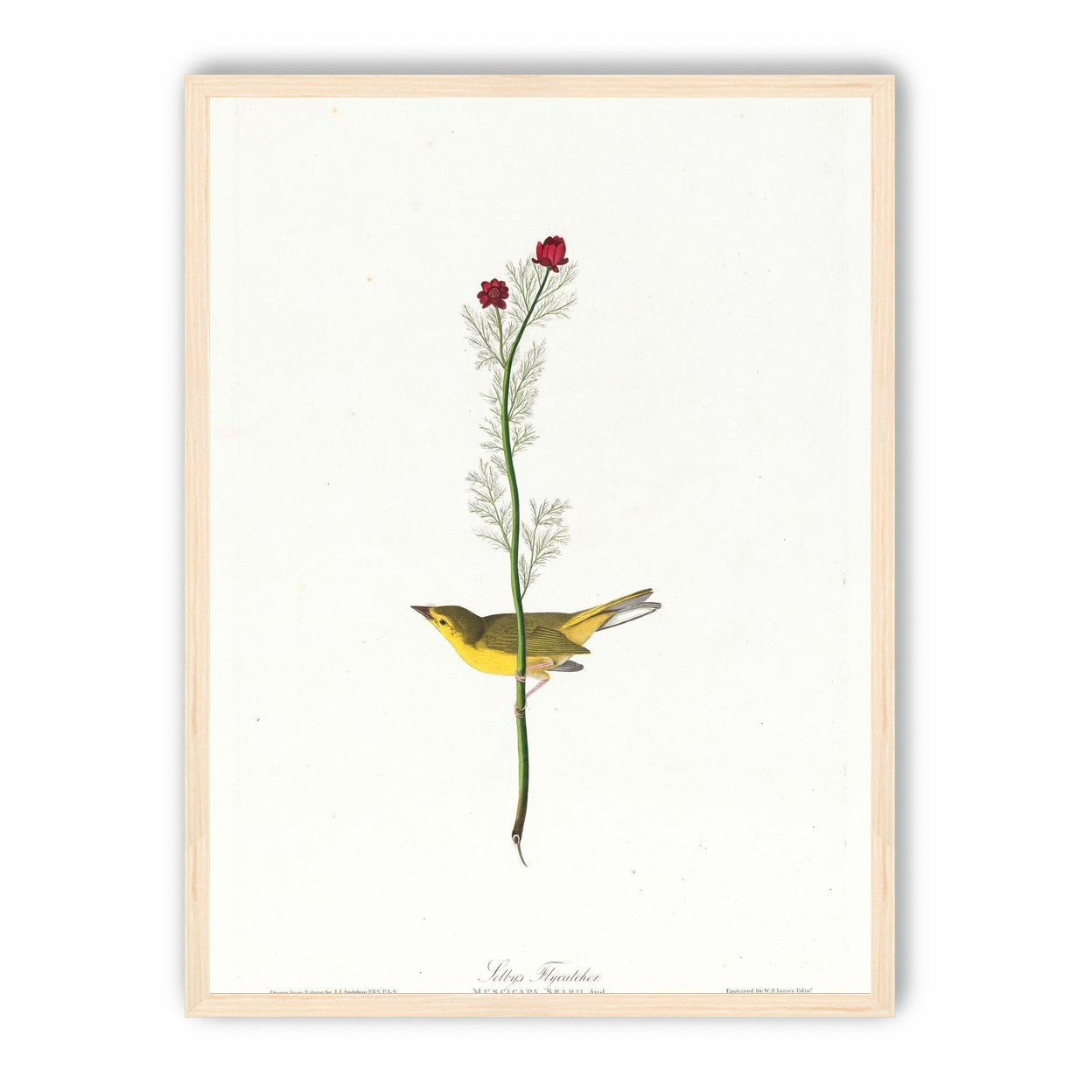 A yellow bird beneath red blooms