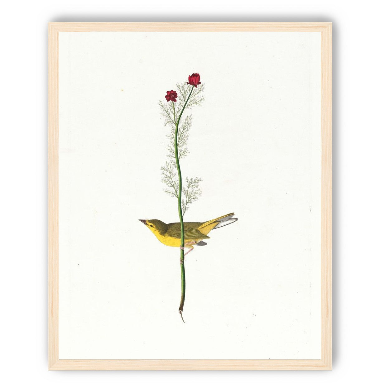 A yellow bird beneath red blooms