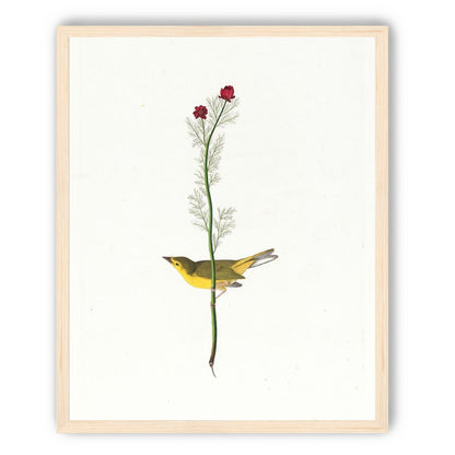 A yellow bird beneath red blooms