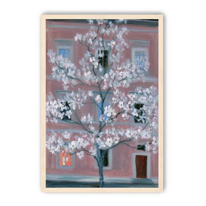 White blossoms against the pink house