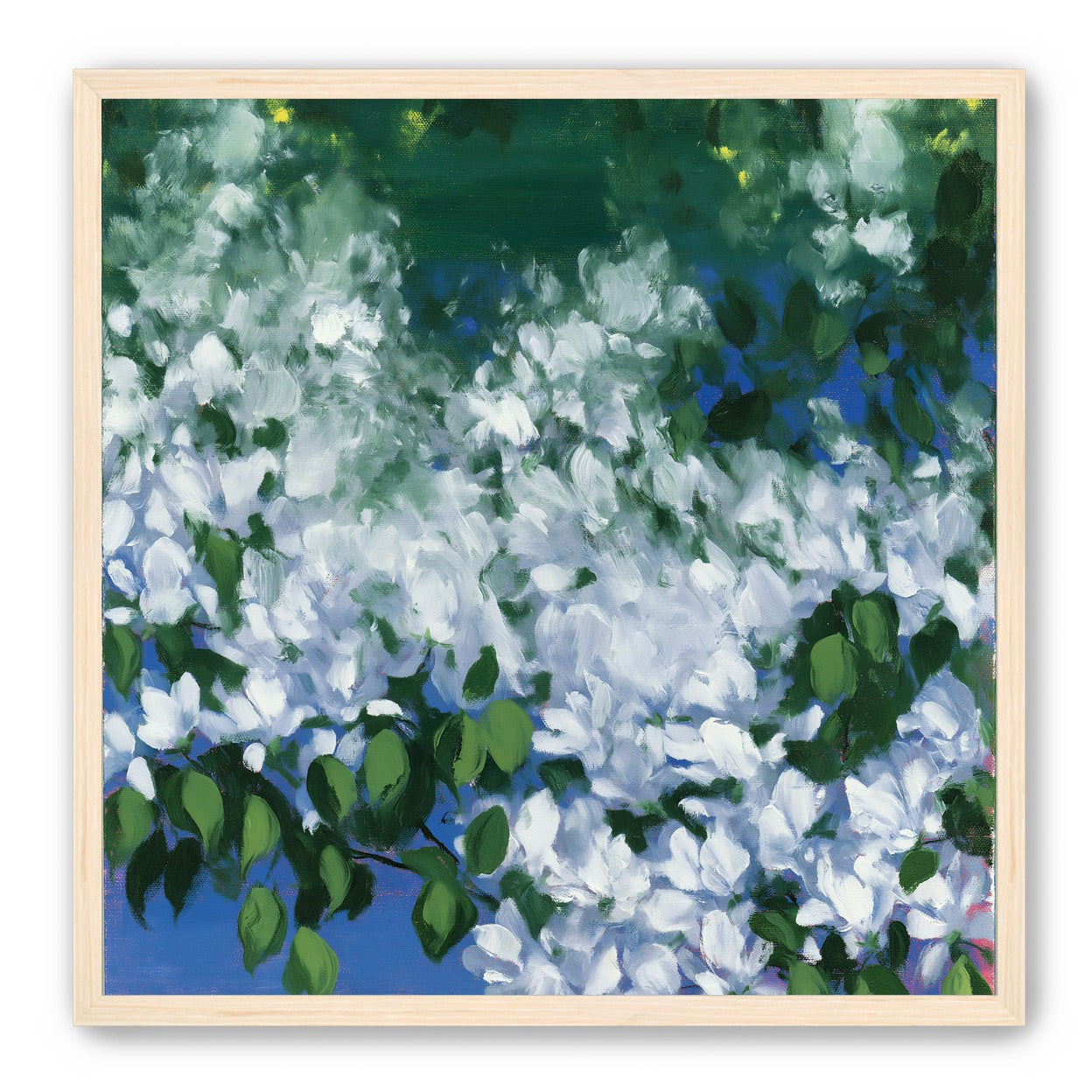 White blossoms over blue shade
