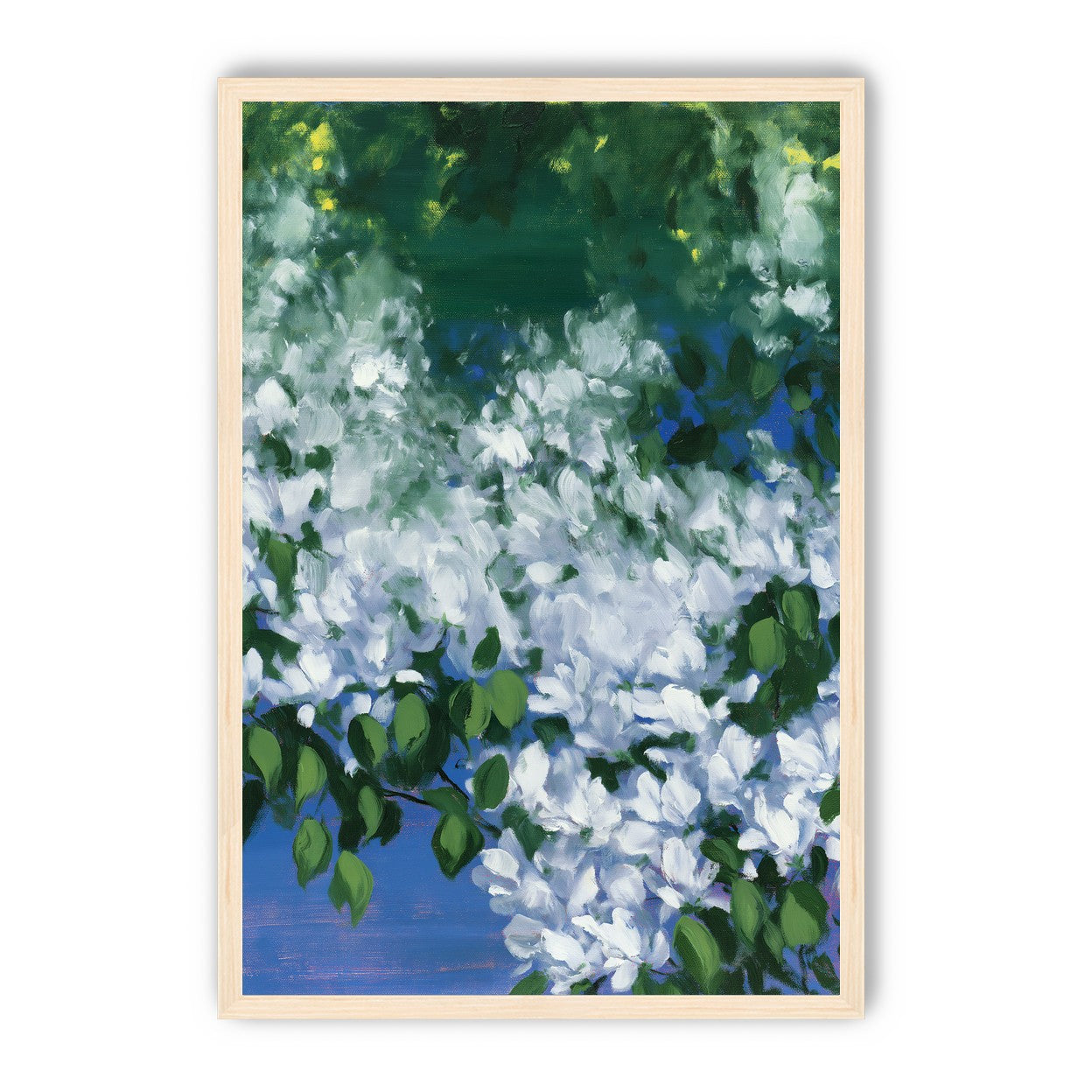 White blossoms over blue shade