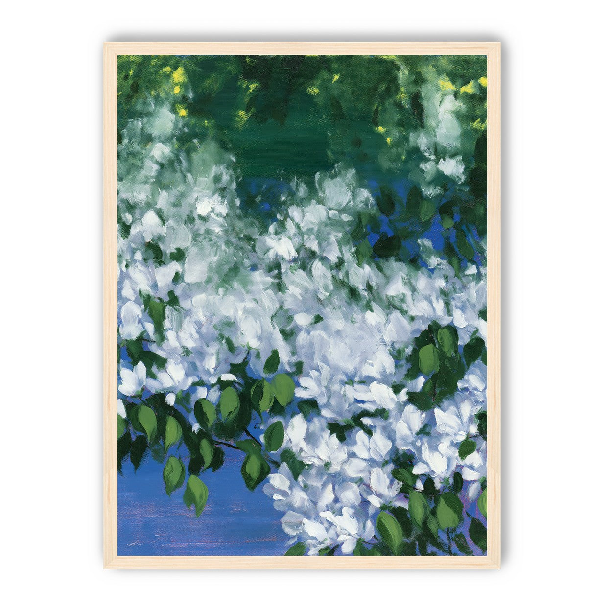 White blossoms over blue shade