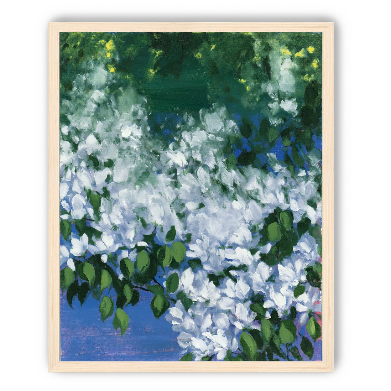 White blossoms over blue shade