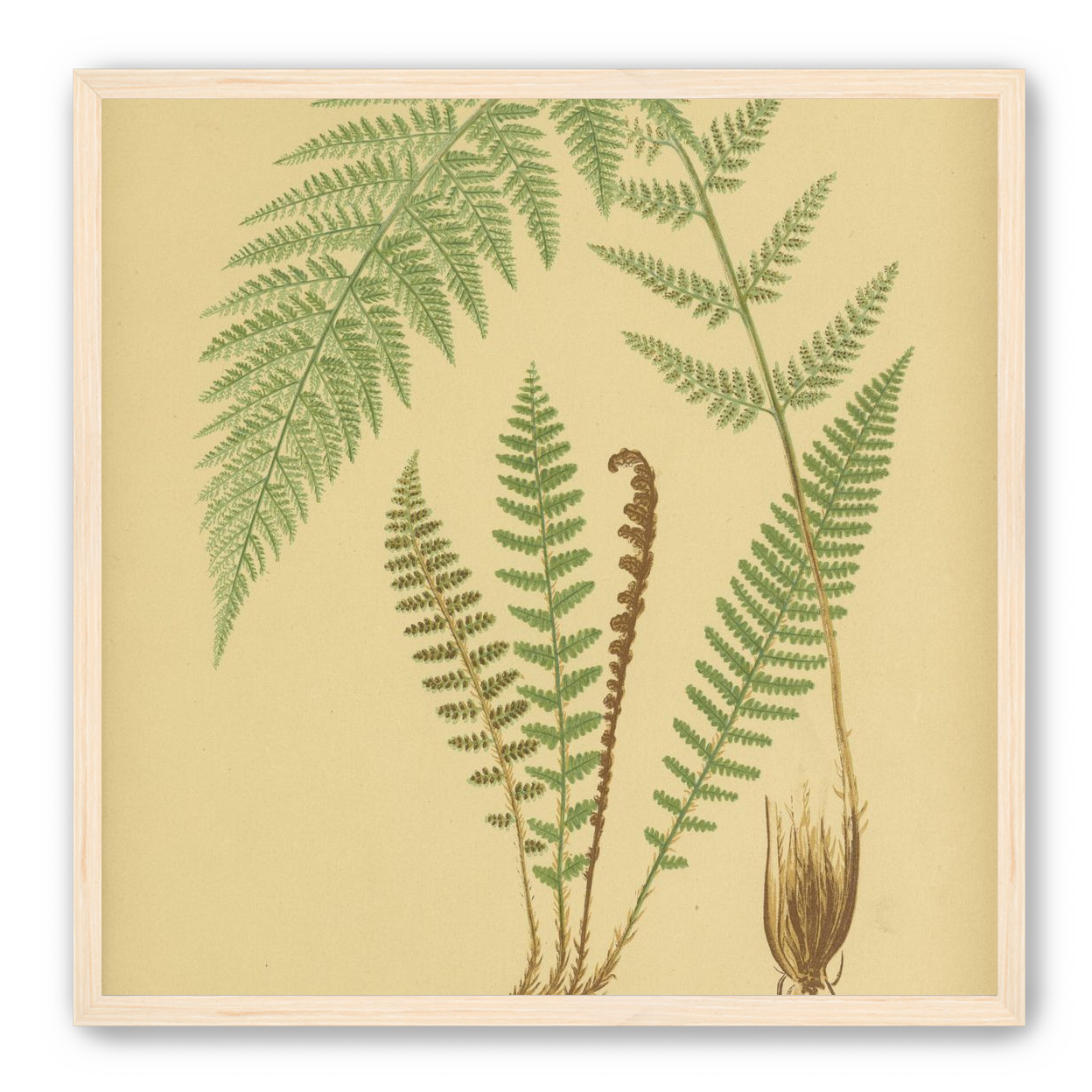 Fern fronds on tan paper