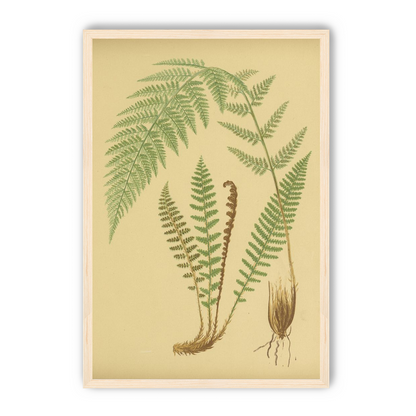 Fern fronds on tan paper