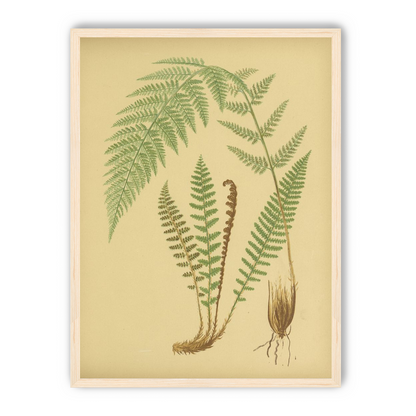 Fern fronds on tan paper