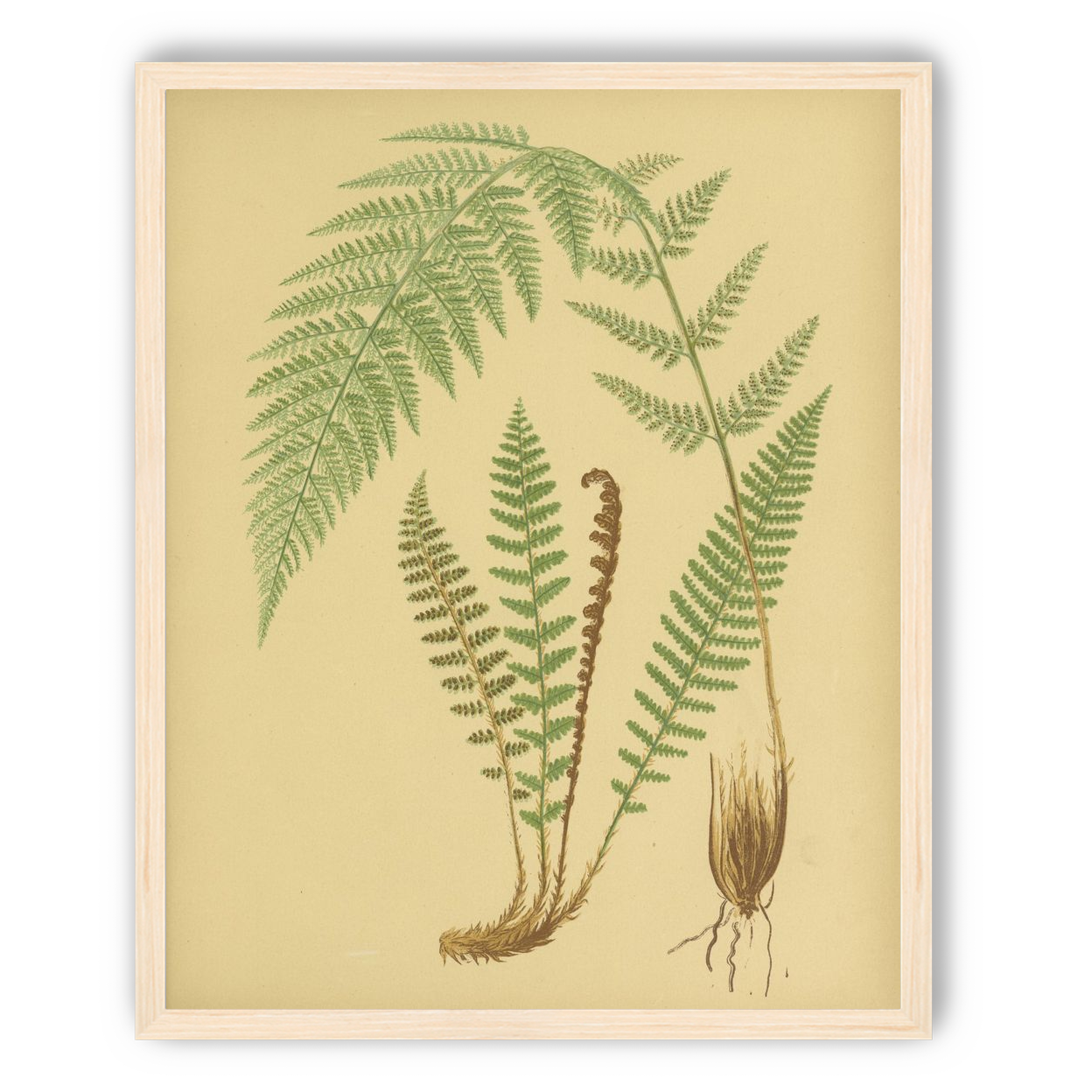 Fern fronds on tan paper