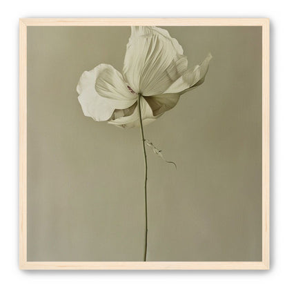 Ivory bloom in gray air