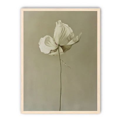 Ivory bloom in gray air