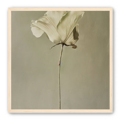 One flower and its hush