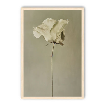One flower and its hush