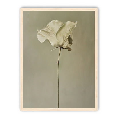 One flower and its hush