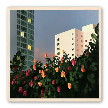 Roses below lit windows
