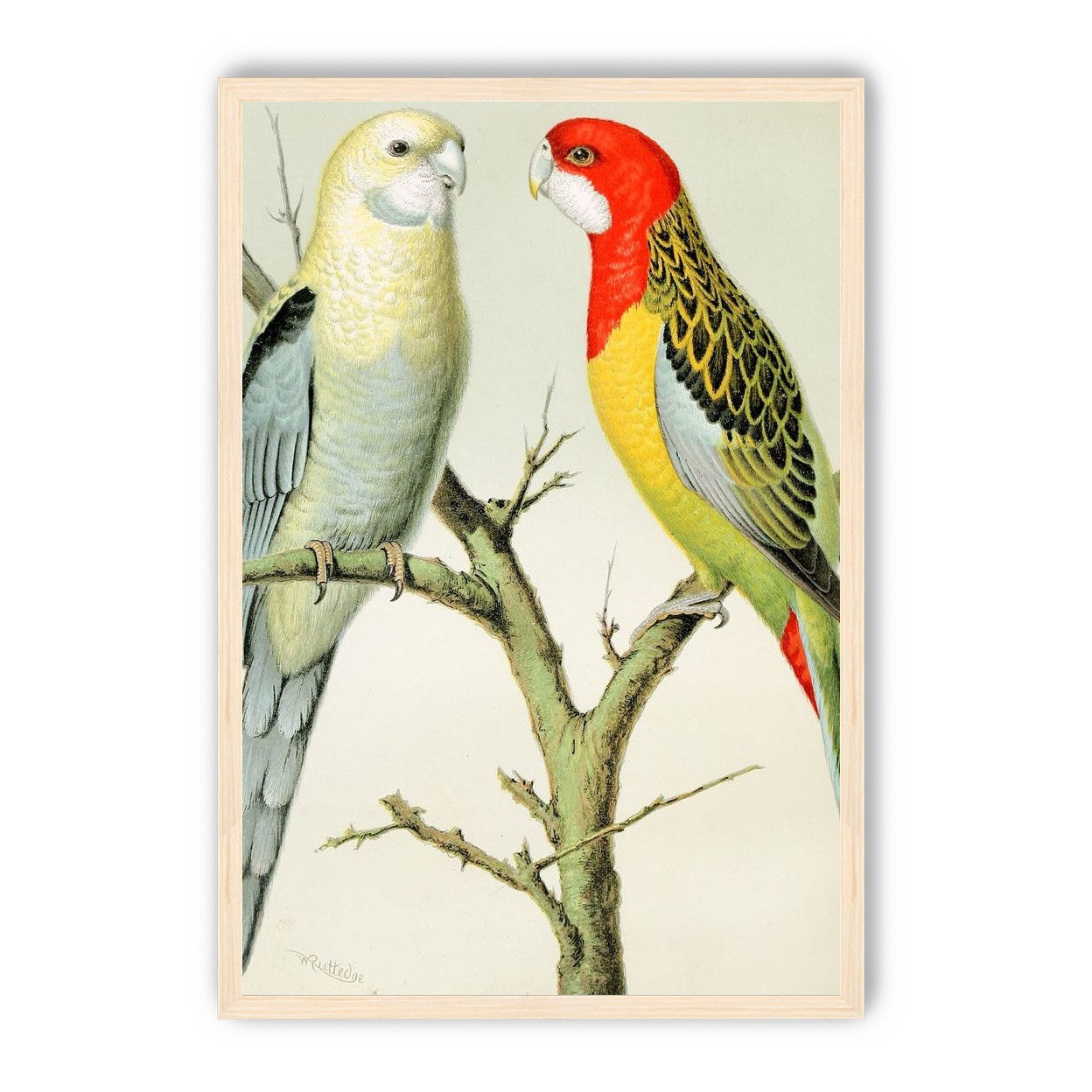 Beaks across the branch
