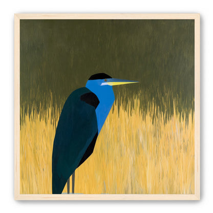 Blue bird in yellow grass