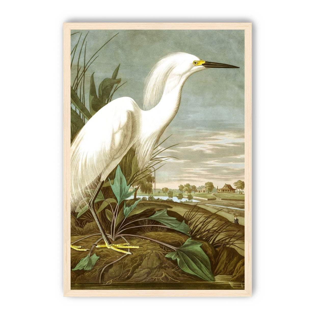 White Egret