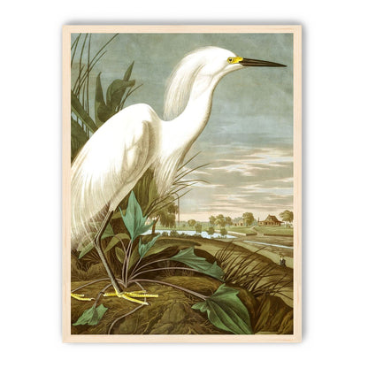 White Egret