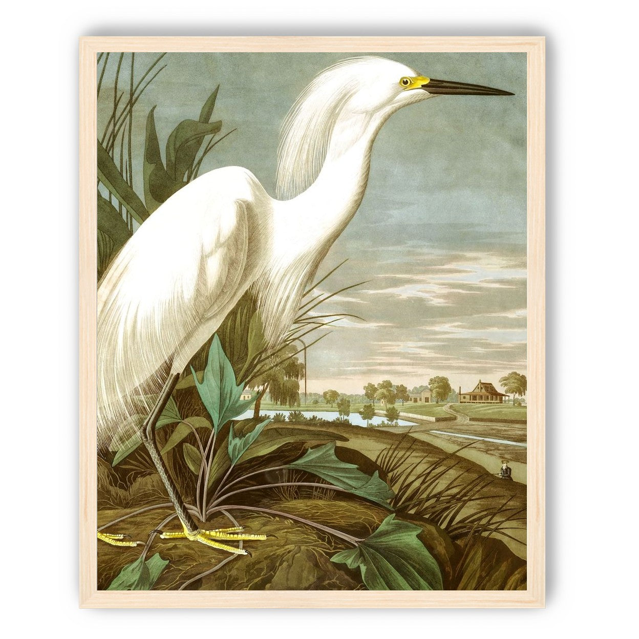 White Egret