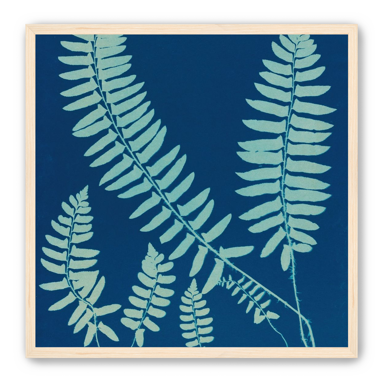 Fern shadows in blue