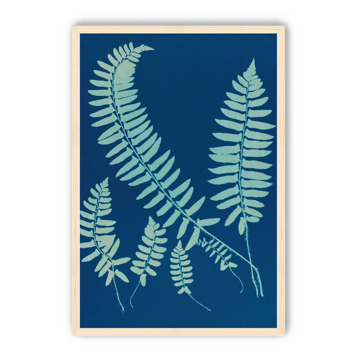 Fern shadows in blue