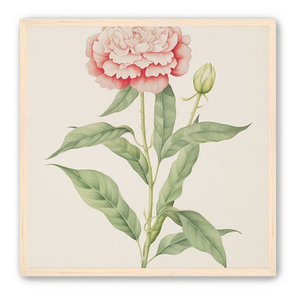 Delicate Blush