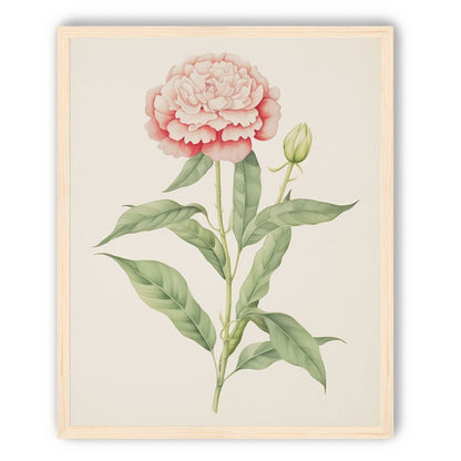 Delicate Blush