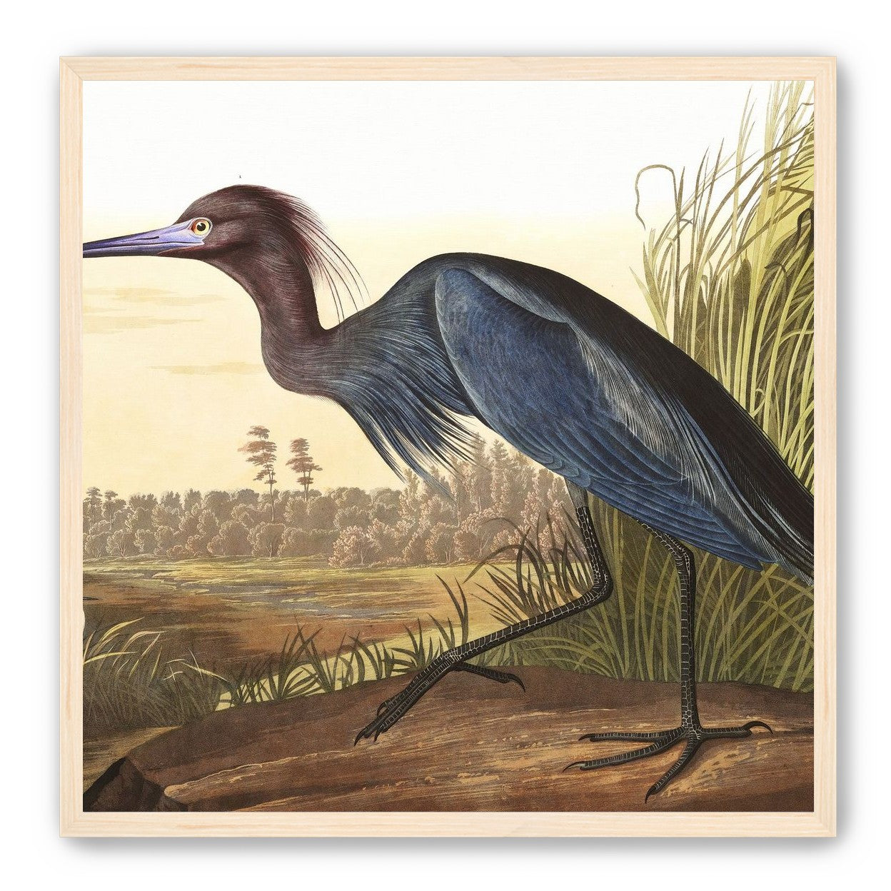 Great Blue Heron