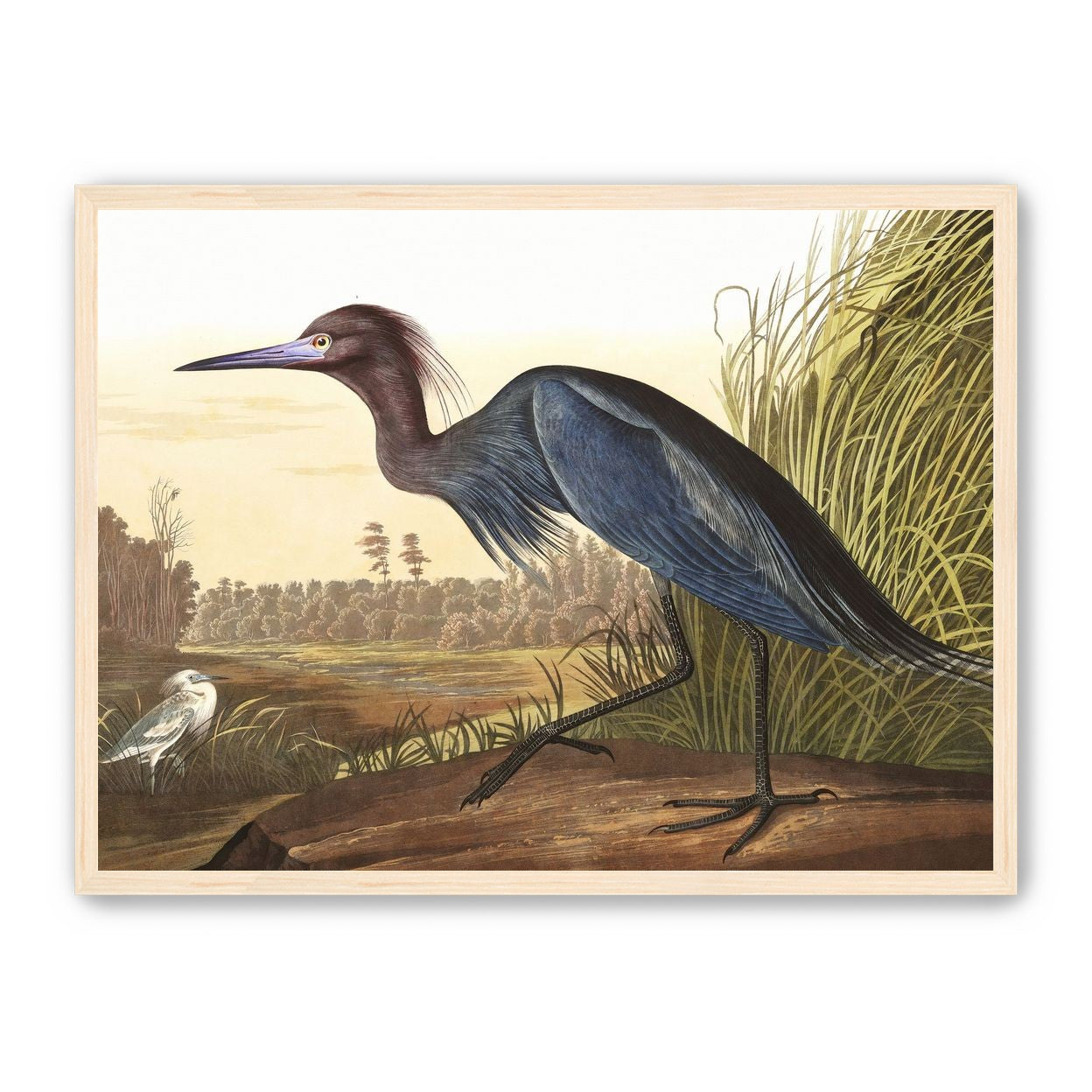 Great Blue Heron