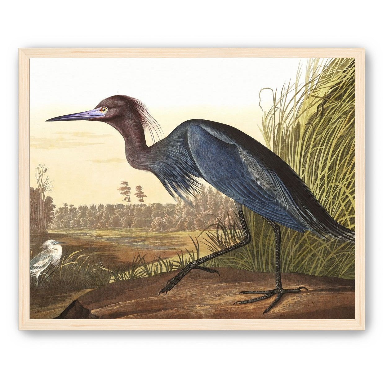Great Blue Heron