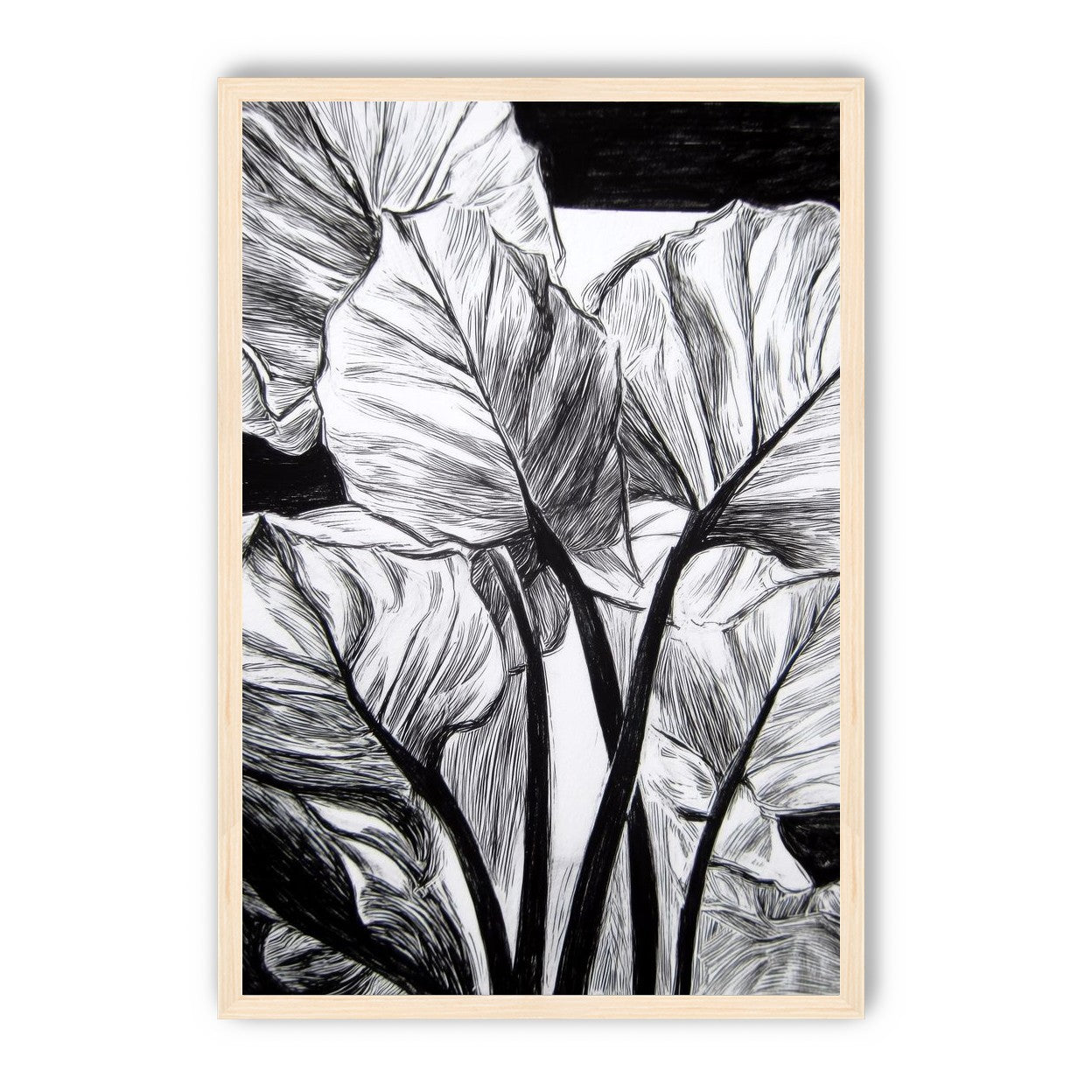 Overlapping Leaves on Dark Ground
