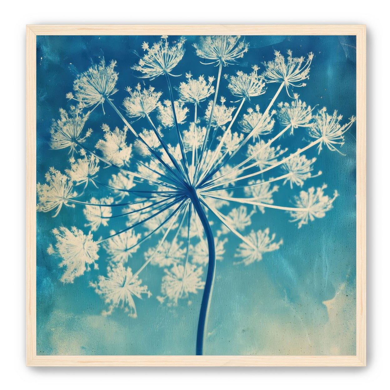 Laceflower Bloom