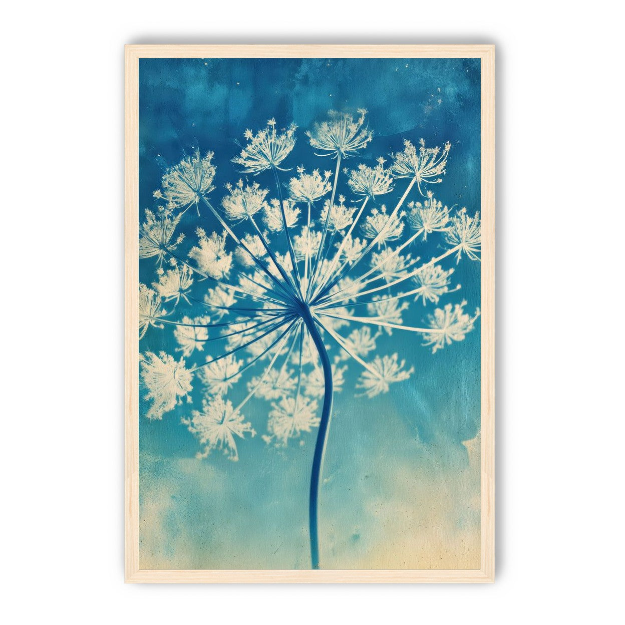 Laceflower Bloom