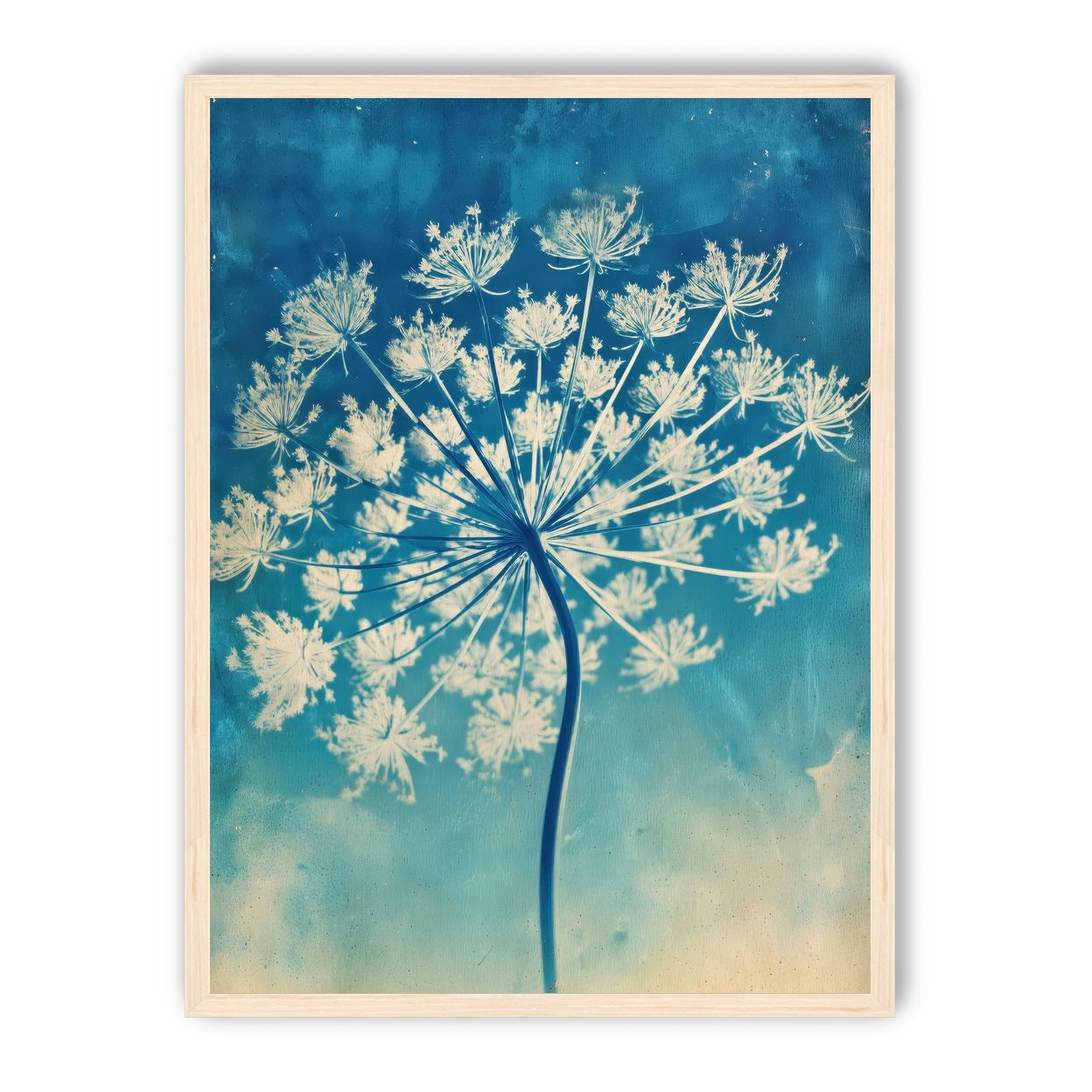 Laceflower Bloom