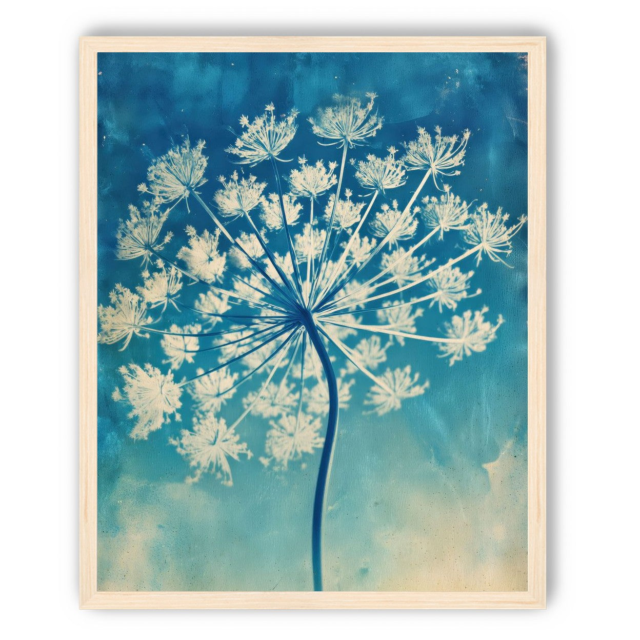 Laceflower Bloom