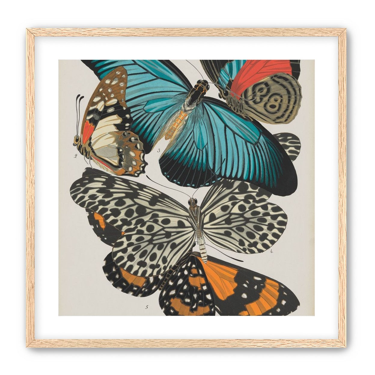 Turquoise wings over orange velvet