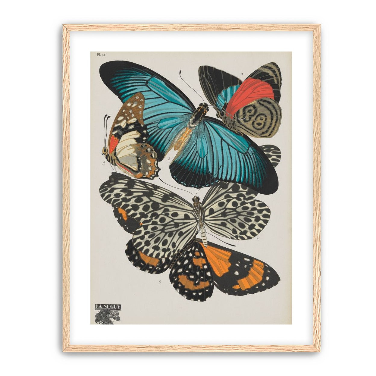Turquoise wings over orange velvet