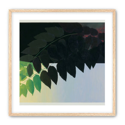 Leaves crossing into shadow