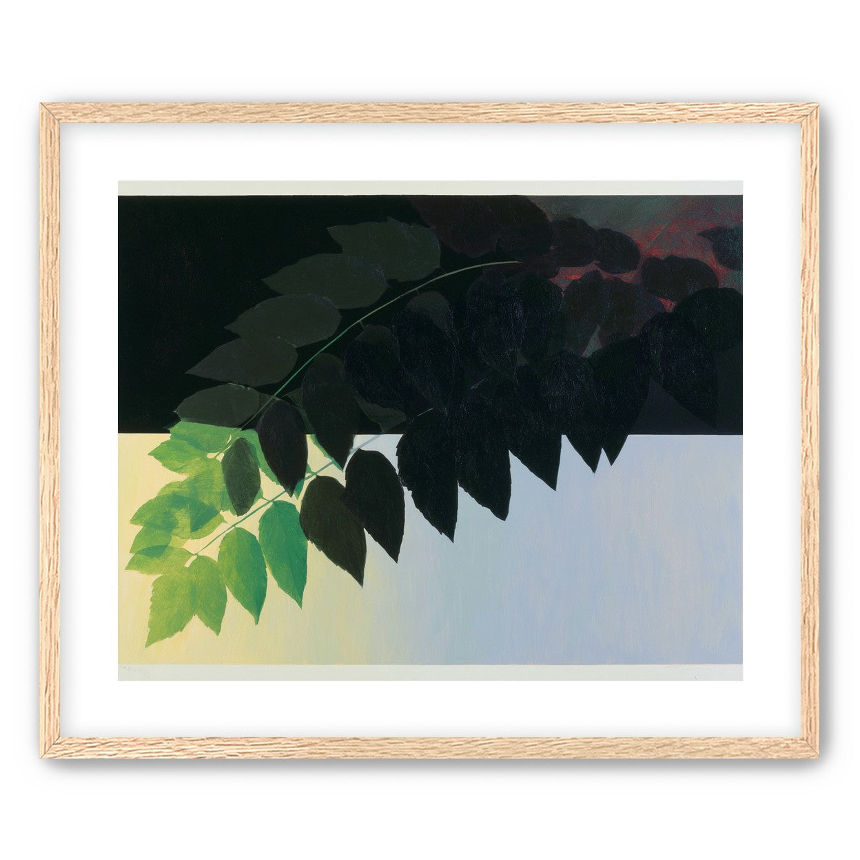 Leaves crossing into shadow