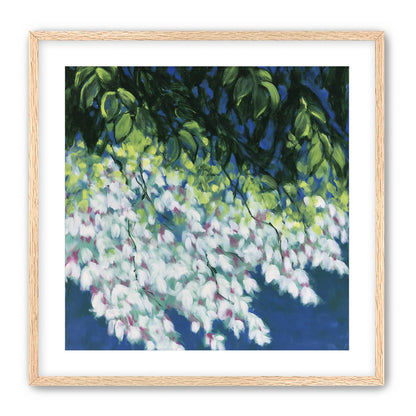 White blossoms in blue shade