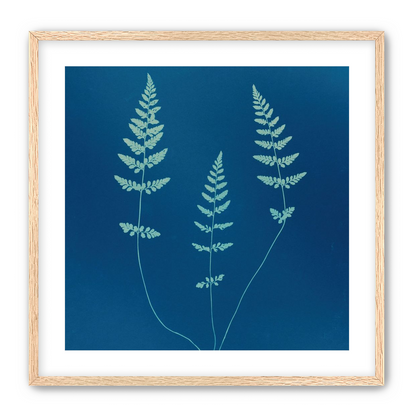 Three ferns in blue