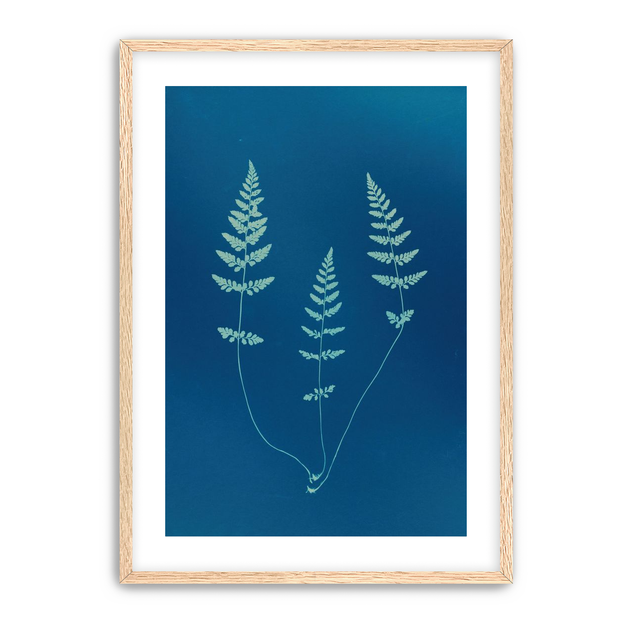 Three ferns in blue