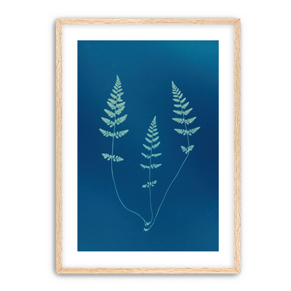 Three ferns in blue