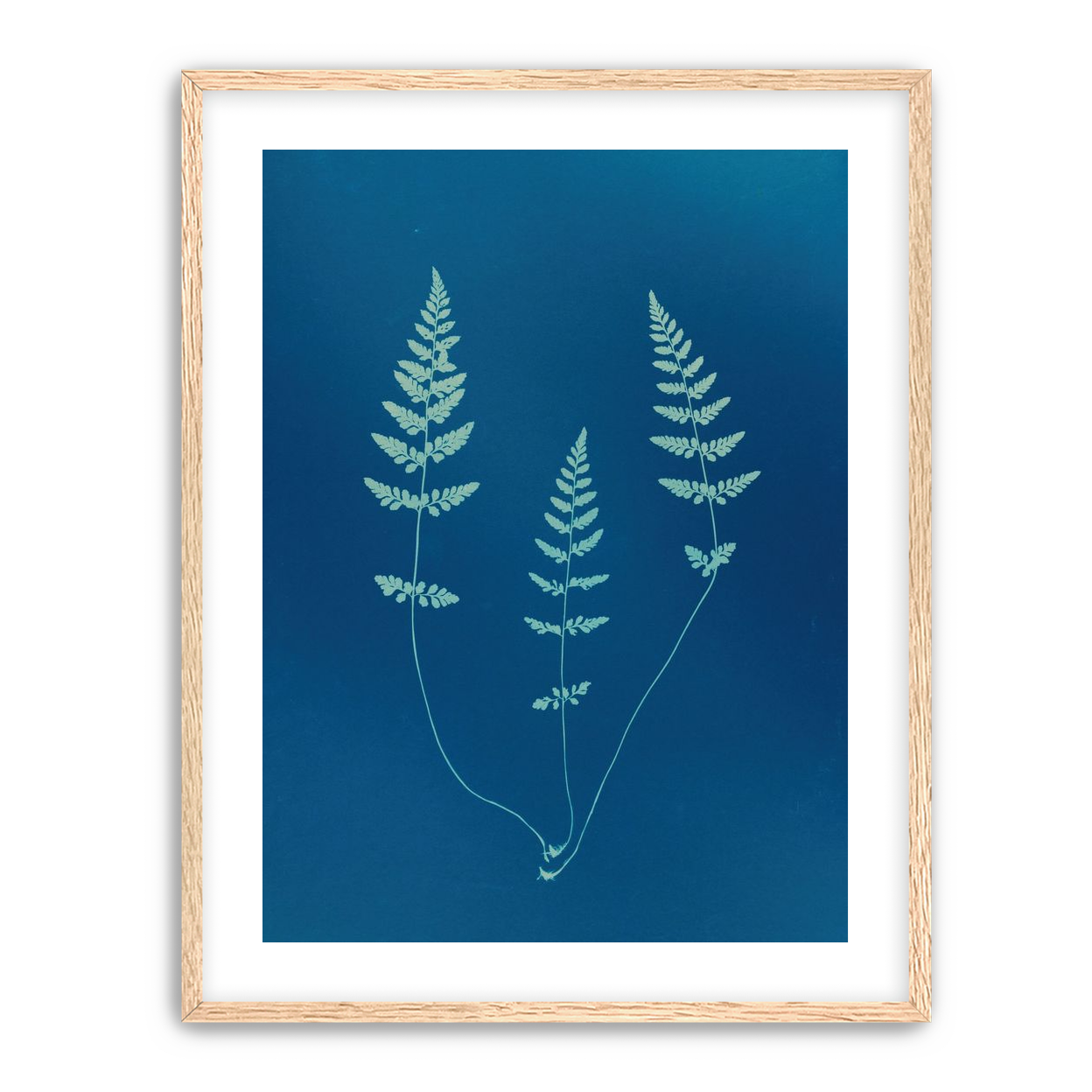 Three ferns in blue