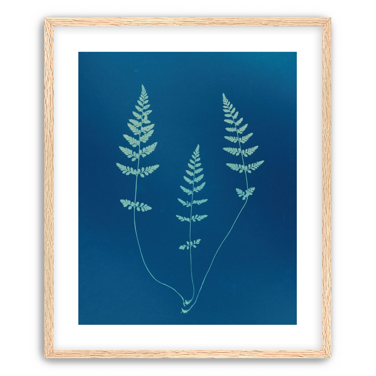 Three ferns in blue